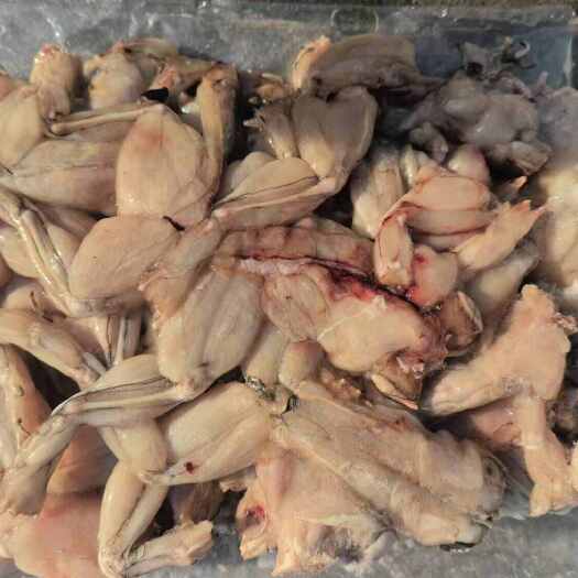 郑州精品大牛蛙，全蛙