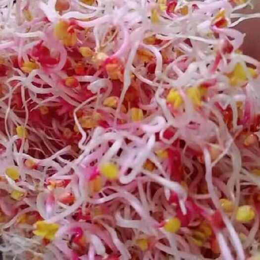 郸城县萝卜芽