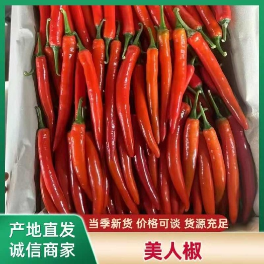 【荐】海花红美人椒湛江产地直供货源充足现摘现发红辣椒专业