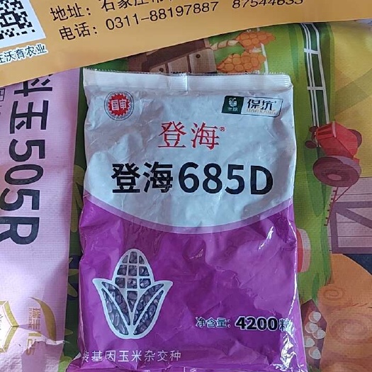 国审685D玉米种红轴大穗