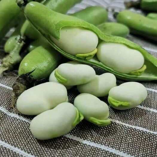 昆明云南新鲜青蚕豆当季蚕豆高原农家自种大颗粒蚕豆兰花豆带壳胡豆