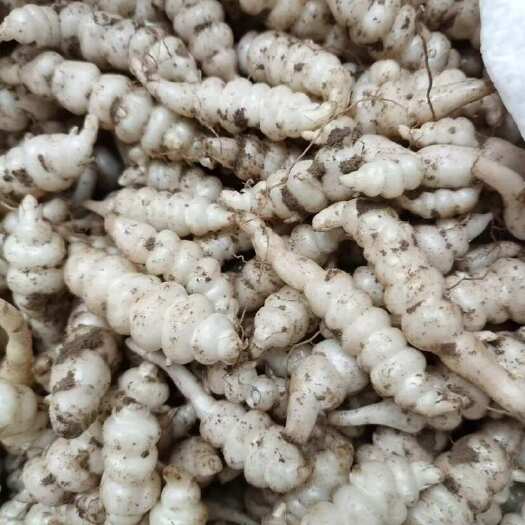 天门市宝塔菜，螺丝菜