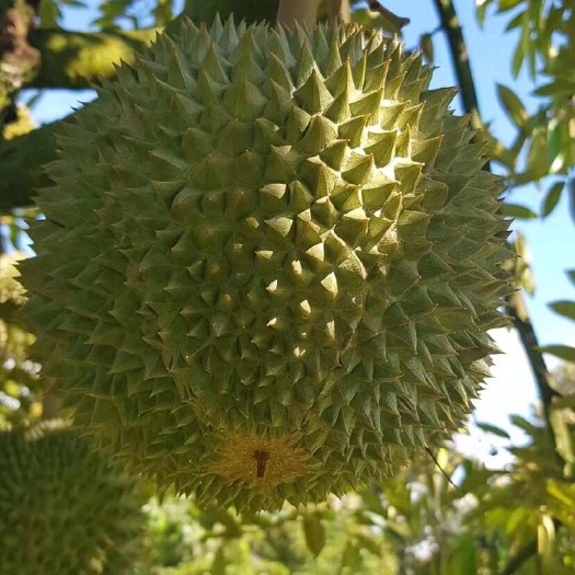 广州马来西亚D200黑刺鲜果榴莲