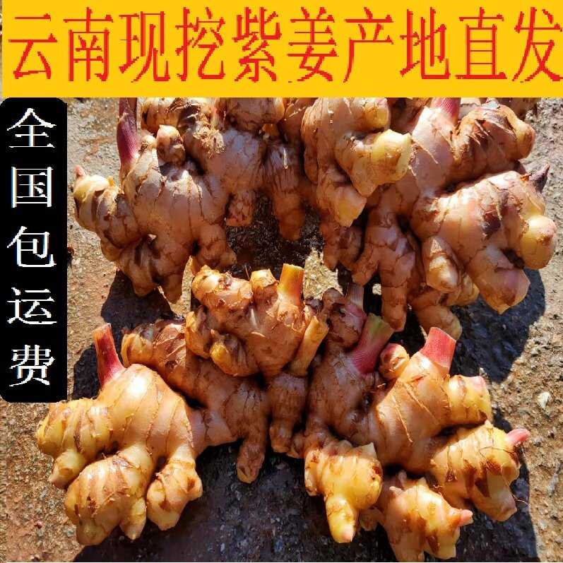 云南新鮮現(xiàn)挖生姜紫姜產(chǎn)地批發(fā)產(chǎn)地代辦云南姜生姜