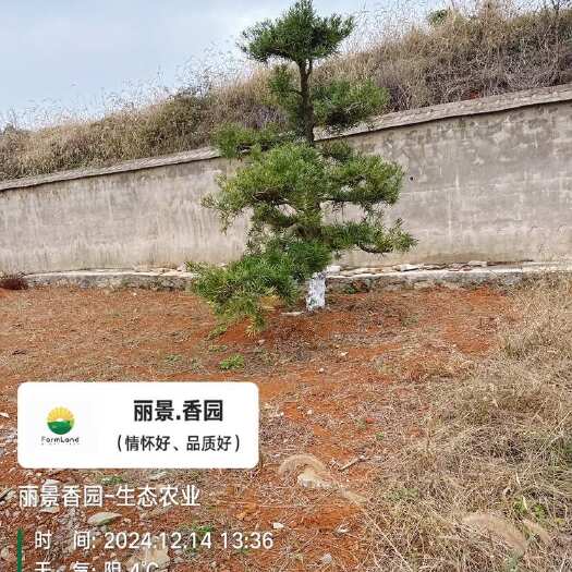 基地罗汉松处理
