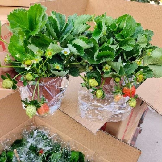 广州批发可开票一牛奶草莓盆栽【都带果】30盆/件