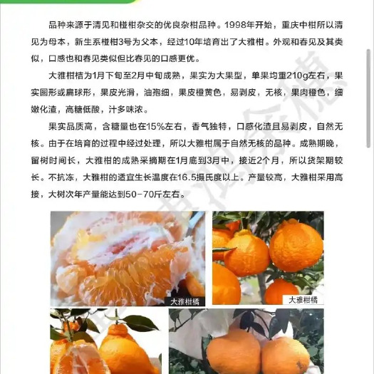 大雅耙耙柑 果大果肉脆嫩 丰产易种 糖分高 易剥皮