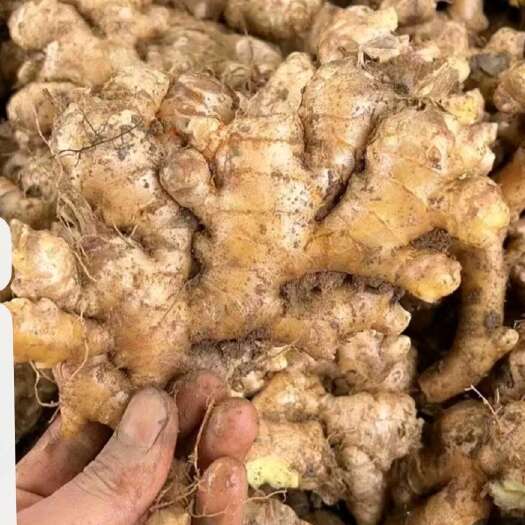 兴义市小黄姜