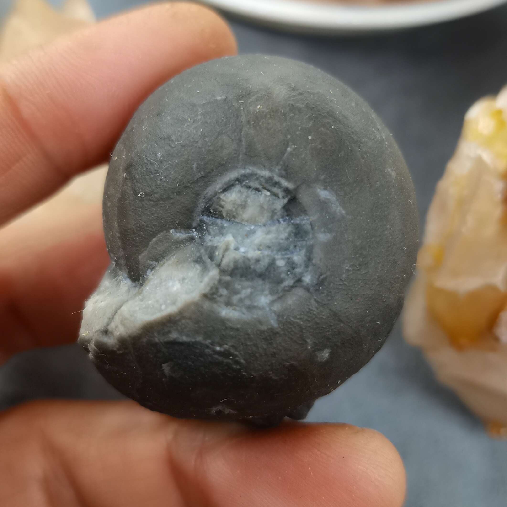 广西菊石古生物化石石炭纪合腹天然原石收藏品