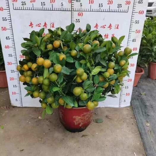 广州8寸四季年桔有需要的老板们可以联系，什么尺寸都有