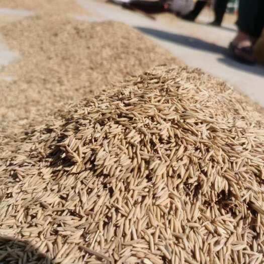 罗定市种植大户供应当造大米鲜米香米现磨产地直发现磨量大从优当天出货