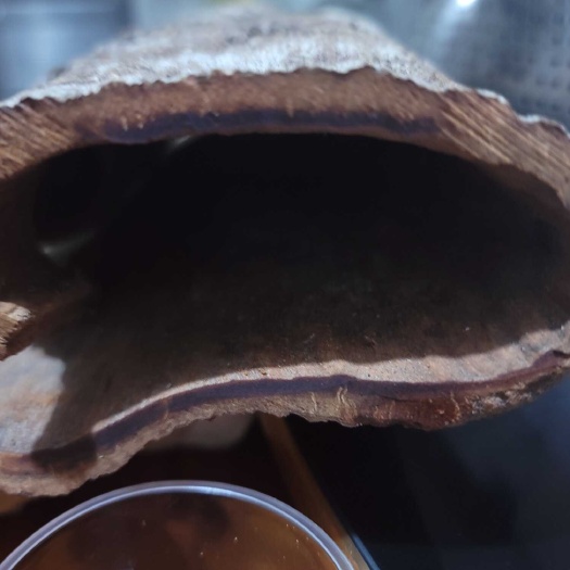 平南县御桂系列之一黑油肉桂