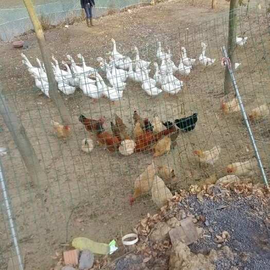 溧阳市活鹅