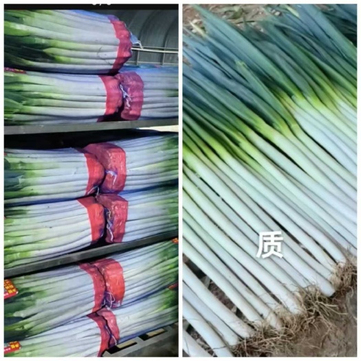 泗水县大葱