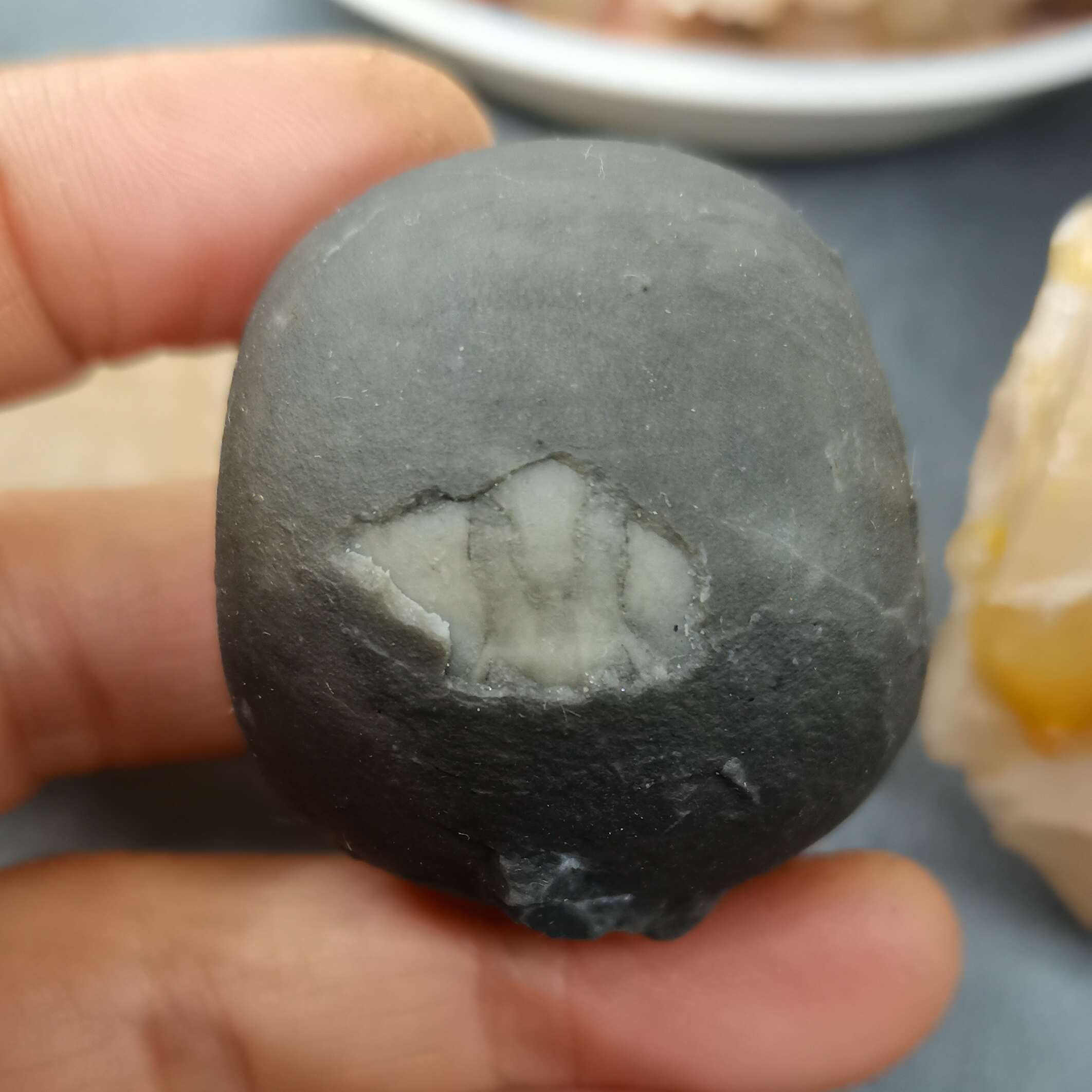 广西菊石古生物化石石炭纪合腹天然原石收藏品