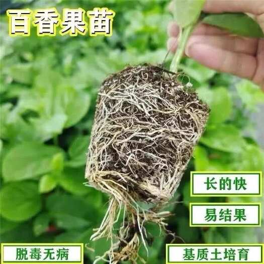 苗圃直发嫁接苗扦插苗黄金百香果台农一号直生苗大黄金长黄511