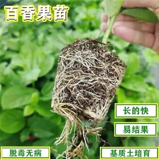 苗圃直发嫁接苗扦插苗黄金百香果台农一号直生苗大黄金长黄511