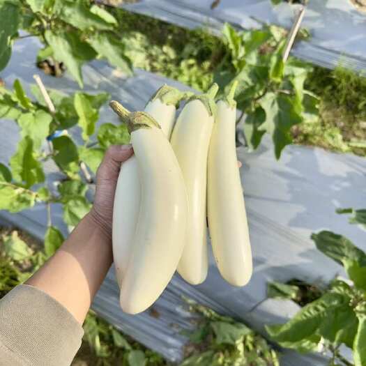 化州市白茄子，长茄，圆茄