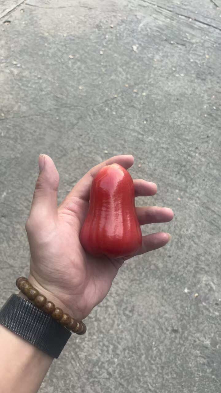 海南黑金刚莲雾