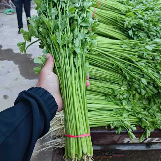 聊城香芹 蔬菜 新鲜直供 山东聊城东昌府区 发货快
