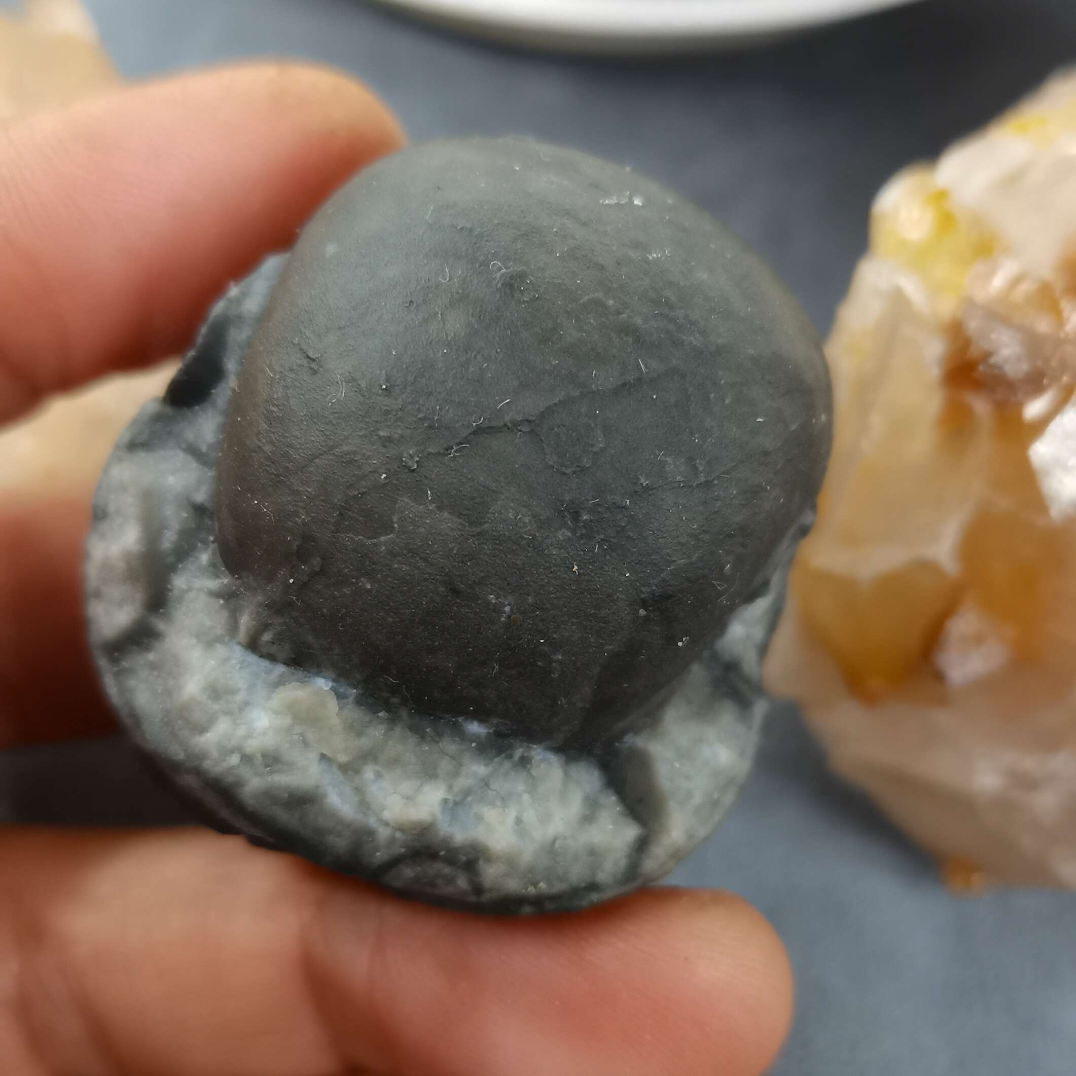 广西菊石古生物化石石炭纪合腹天然原石收藏品