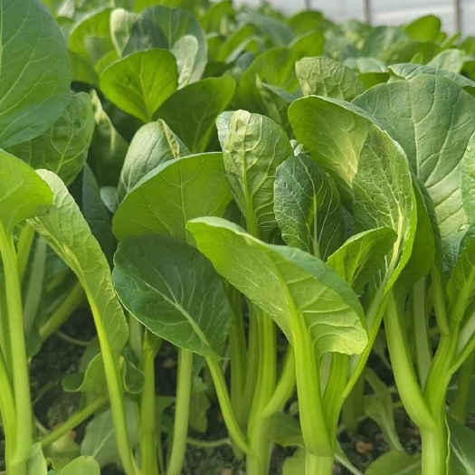 上海【推】上海菜苔菜心，食堂伙房学校工厂超市市场，一手货源，对接