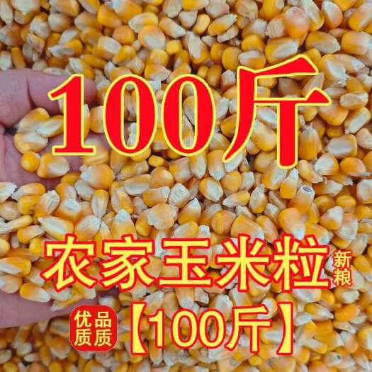 辽阳东北色选玉米粒100斤 烘干苞米 鸡鸭鹅鸽子猪牛羊饲料