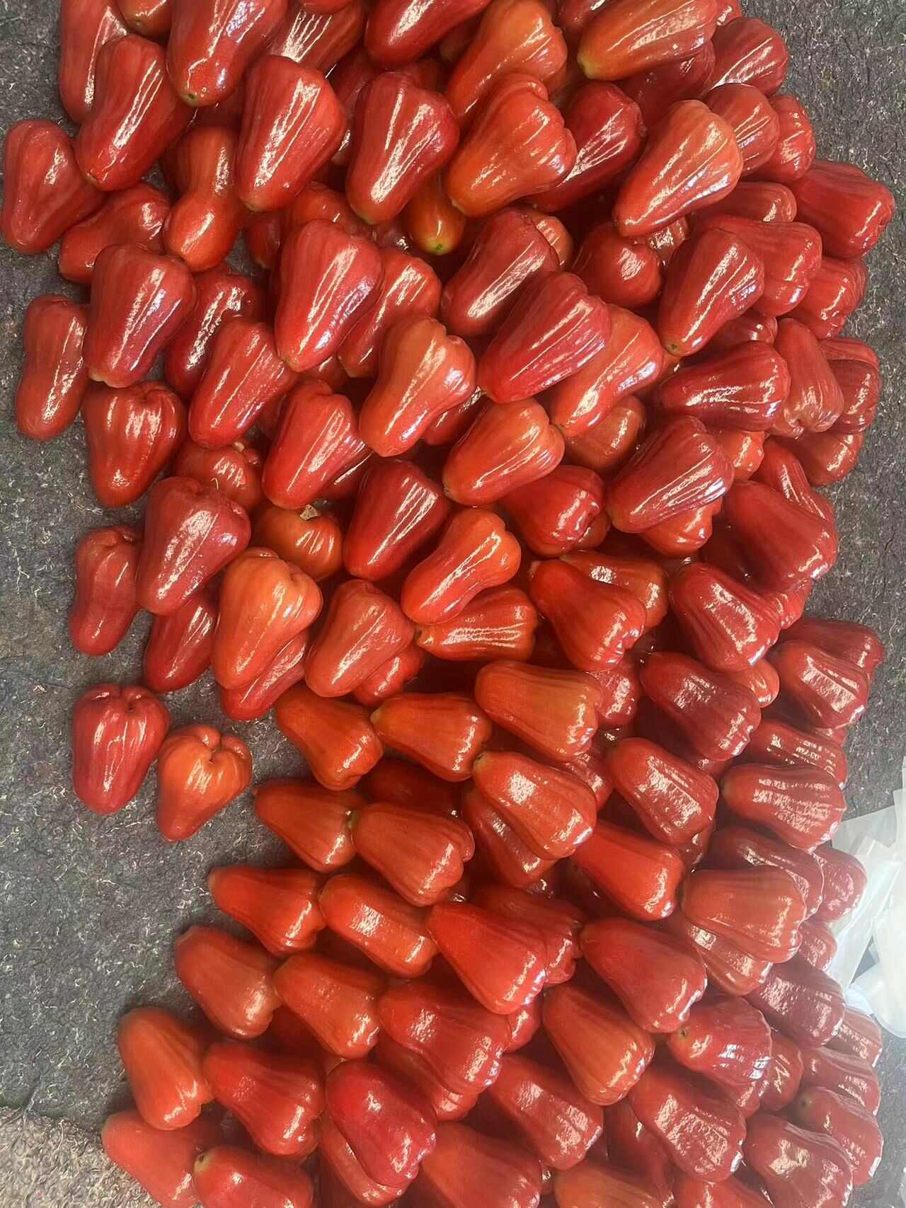 海南黑金刚莲雾