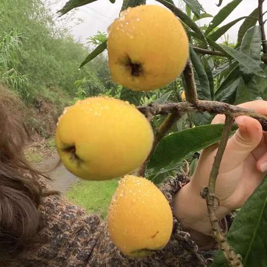 枇杷