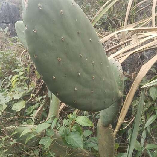 富宁县仙人掌