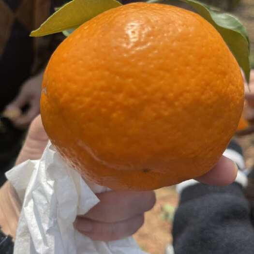 仁寿县四川春见耙耙柑