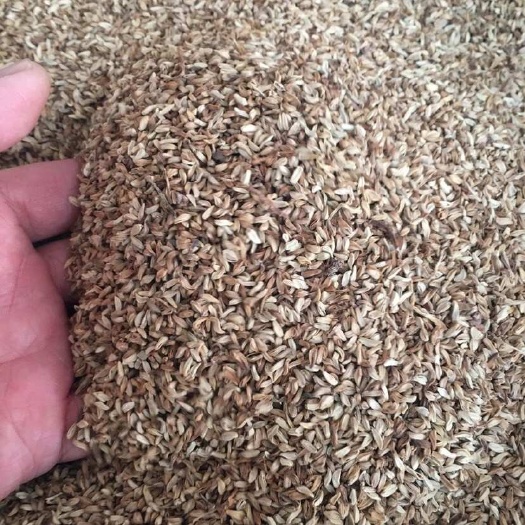 槟榔花中药材海南特产槟榔花干货中草药槟榔花散装槟榔茶包邮无硫