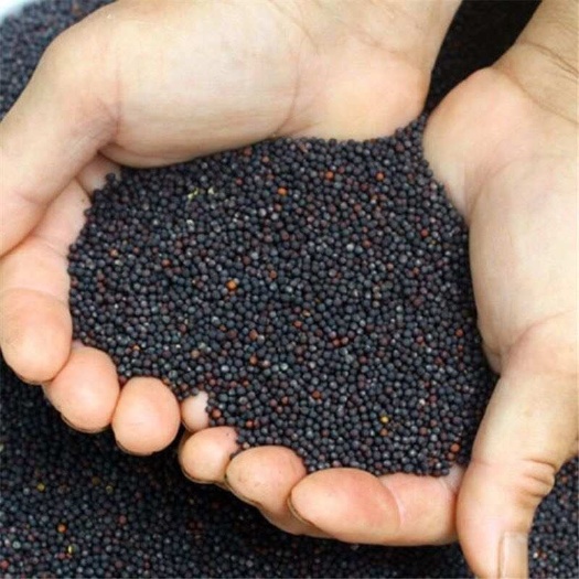 亳州油菜籽 油菜子 喂鸟 榨油 做种子 做药材 观赏油菜花
