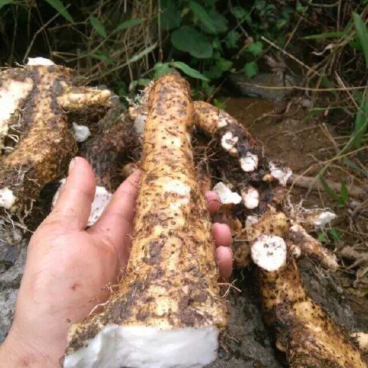 野生山药，广西十万大山山药，药用山药
