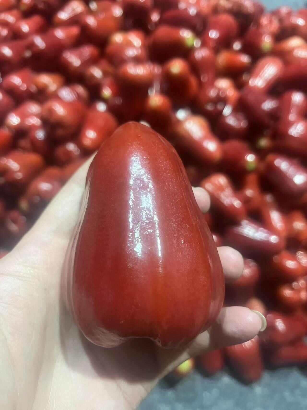 海南黑金刚莲雾