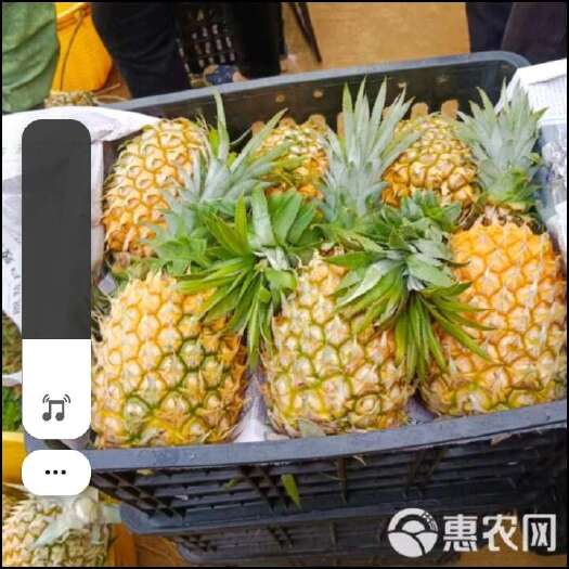 内黄县菠萝