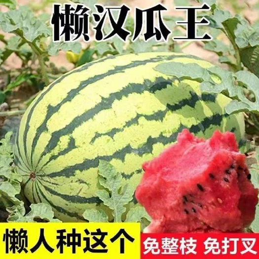 特大懒汉西瓜种子懒汉瓜王易管理少籽红瓤超甜石头瓜春季四季种子