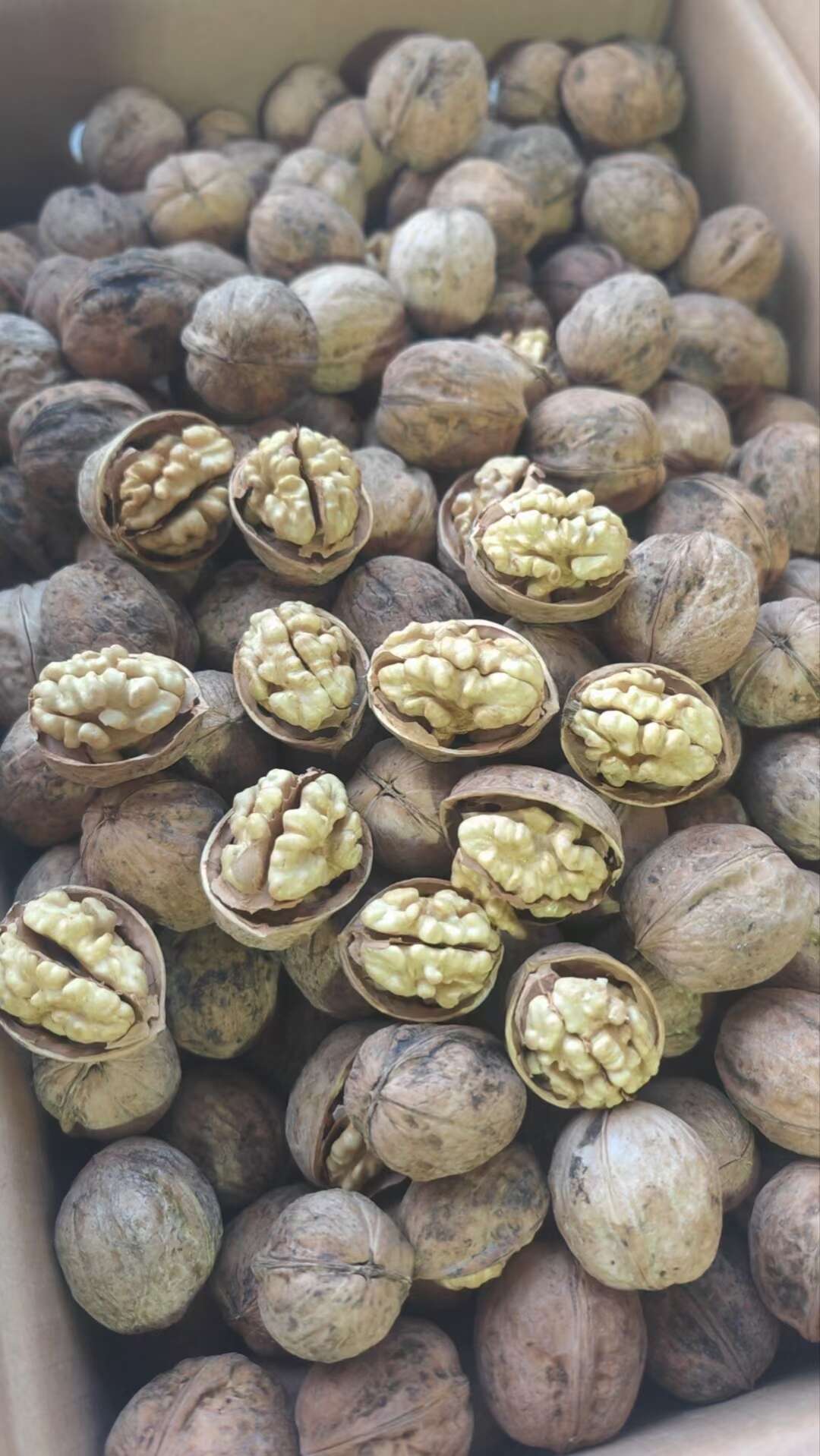 新疆阿克苏185纸皮核桃 33烤核桃 熟核桃 量大私聊谈价