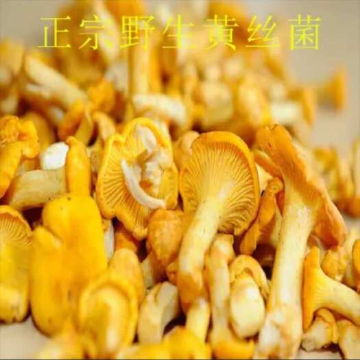 随县冷冻鸡油菌黄丝菌