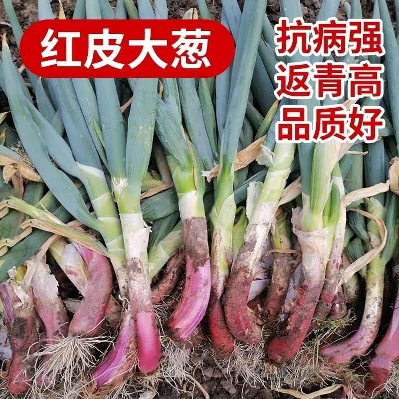 红皮大葱种子种籽红头大葱火葱春季四季种植香葱盆栽蔬菜种子大全