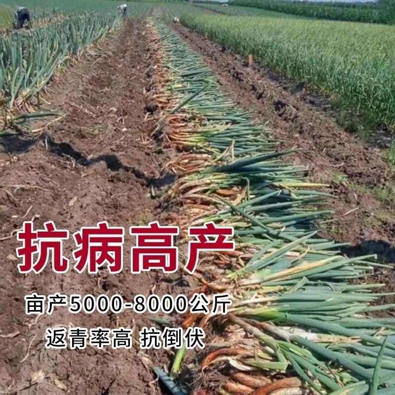 红皮大葱种子种籽红头大葱火葱春季四季种植香葱盆栽蔬菜种子大全