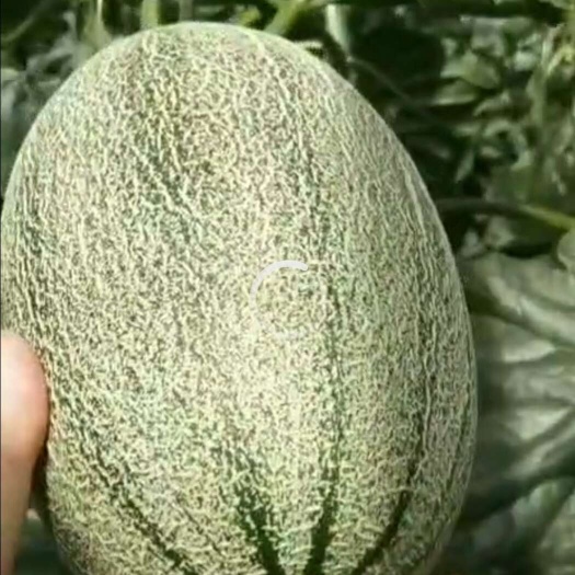 勐腊县云南哈密瓜