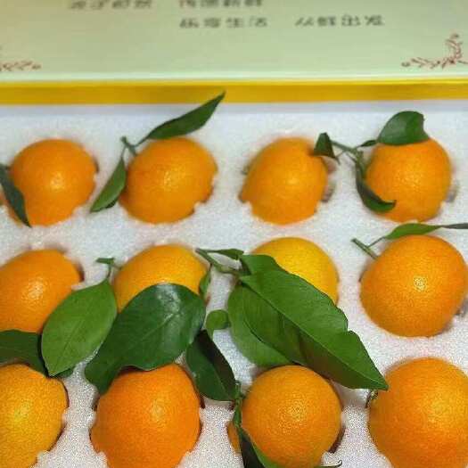 宁波优质象山红美人柑橘批发，快速配送，品质保证