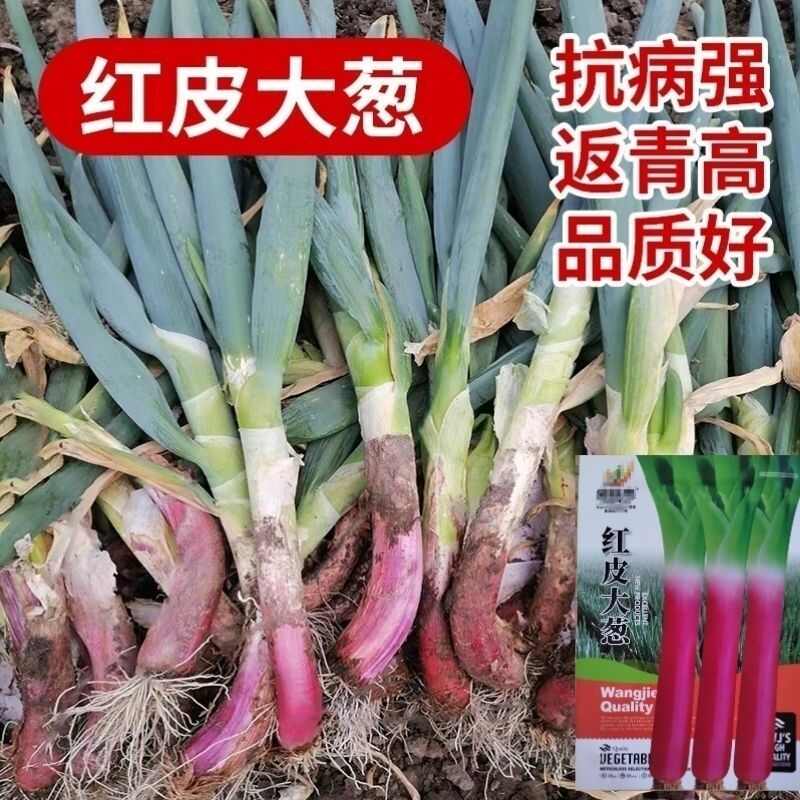 红皮大葱种子种籽红头大葱火葱春季四季种植香葱盆栽蔬菜种子大全