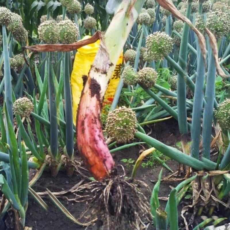 红皮大葱种子种籽红头大葱火葱春季四季种植香葱盆栽蔬菜种子大全