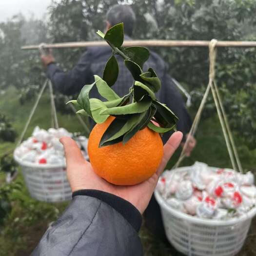 丹棱县爱媛果冻橙，平均单果六两右，皮张好，无干水，均为自家种植