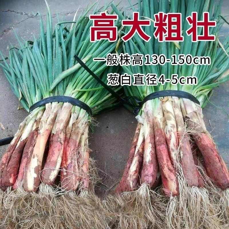 红皮大葱种子种籽红头大葱火葱春季四季种植香葱盆栽蔬菜种子大全