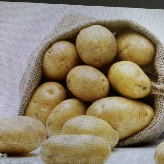 北京土豆种土豆苗，大西洋，500吨，