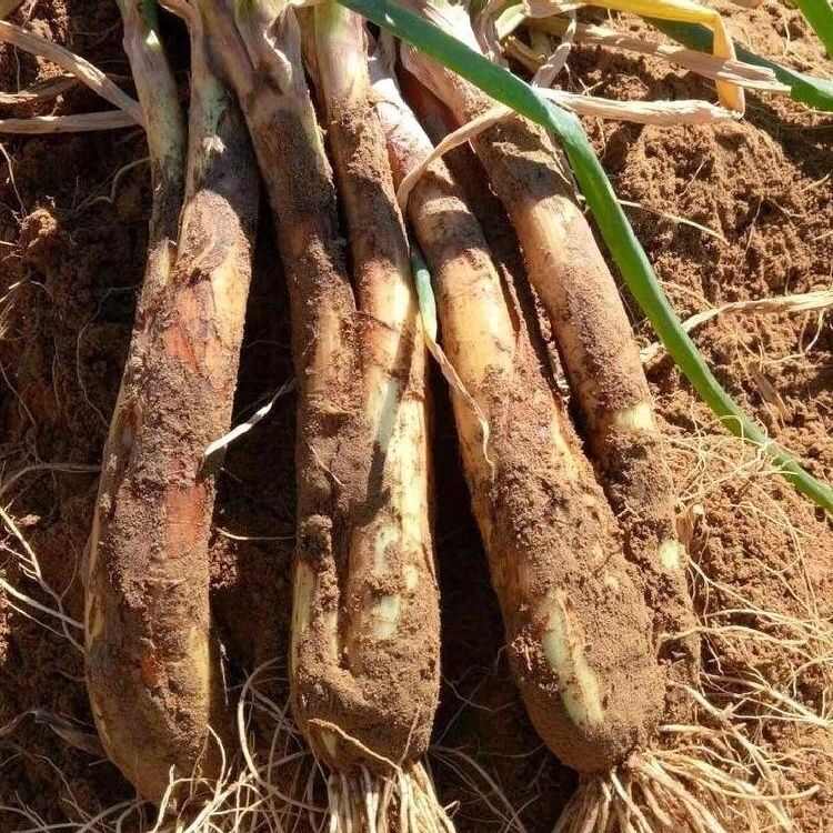 红皮大葱种子种籽红头大葱火葱春季四季种植香葱盆栽蔬菜种子大全