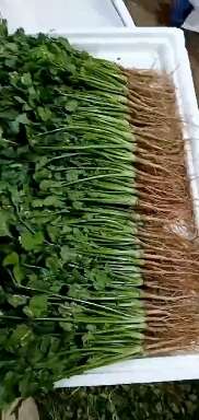 河南香菜，大棚精品铁杆青香菜，视频看货，线上保障交易